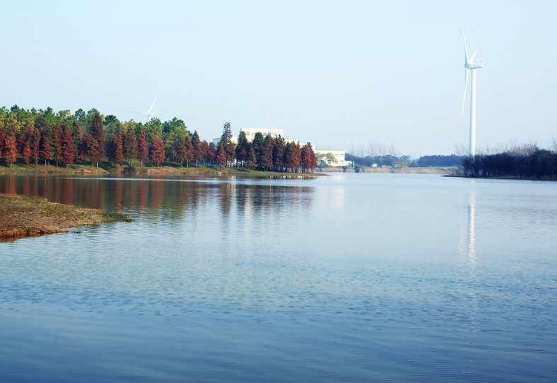 上海滨海森林公园