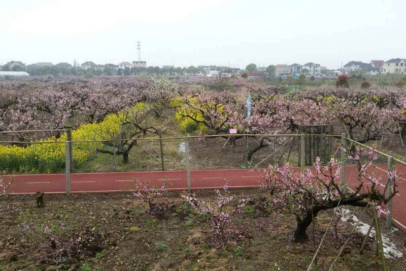 上海南汇大团桃园