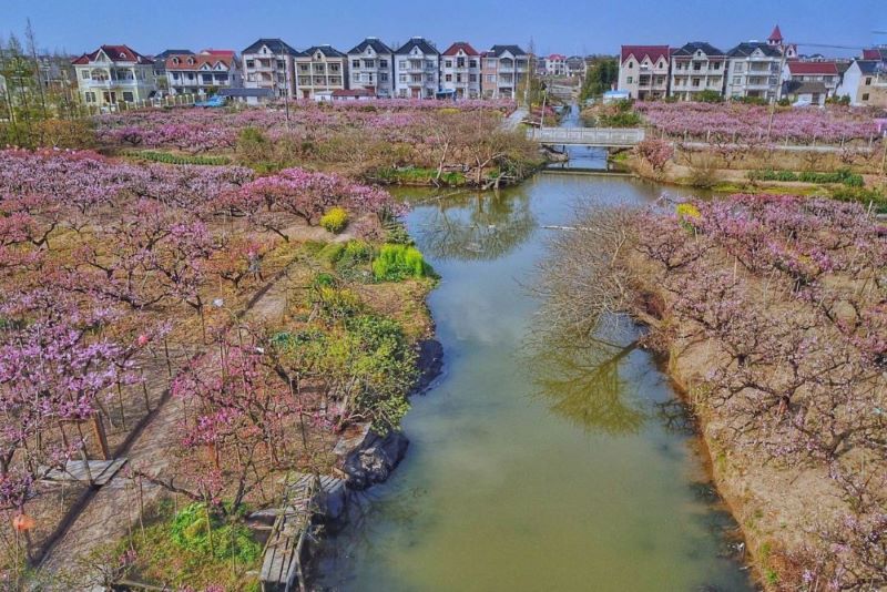 上海南汇大团桃园