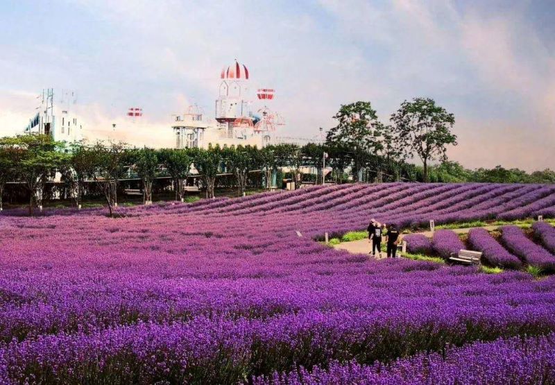 上海薰衣草公园