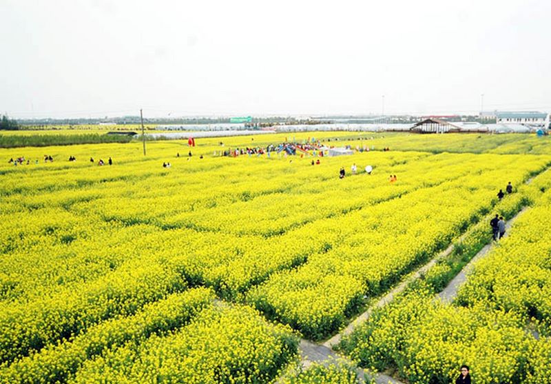 上海花米庄行景区