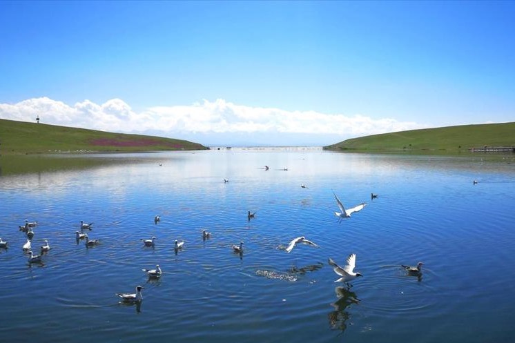 新疆巴音布鲁克天鹅湖景区
