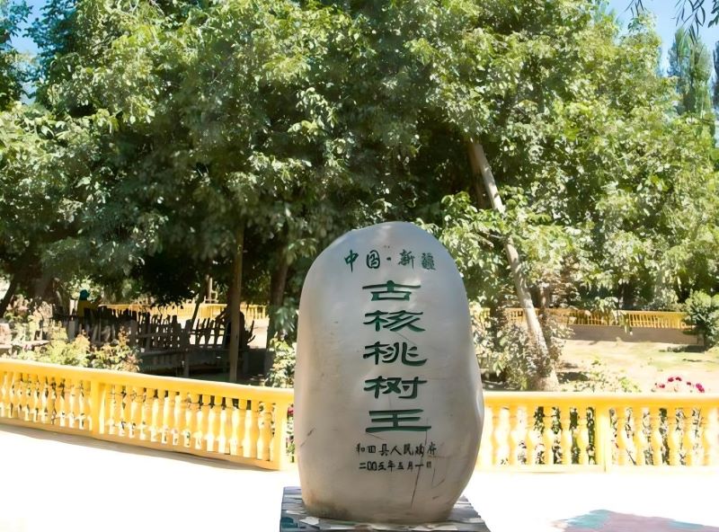 和田核桃树王公园
