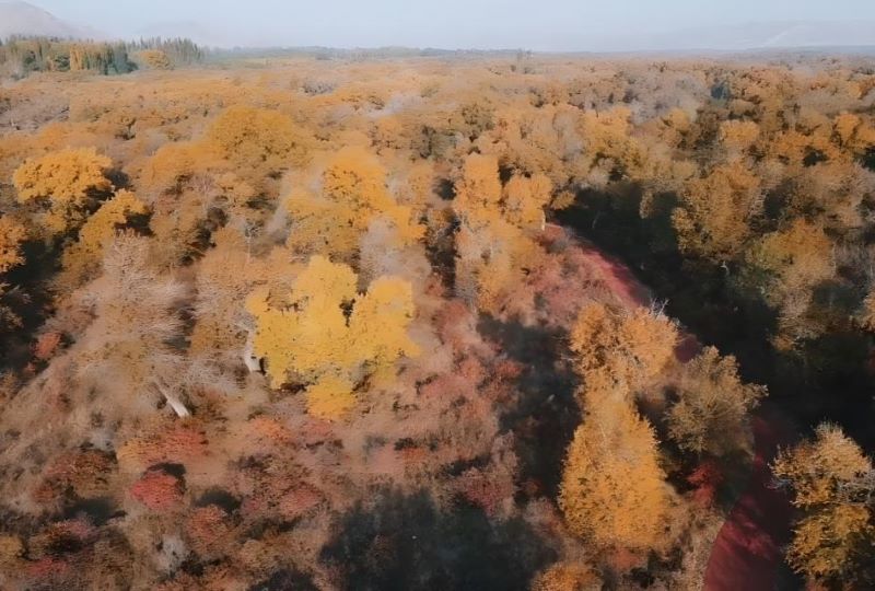 伊犁尼勒克湿地古杨风景区