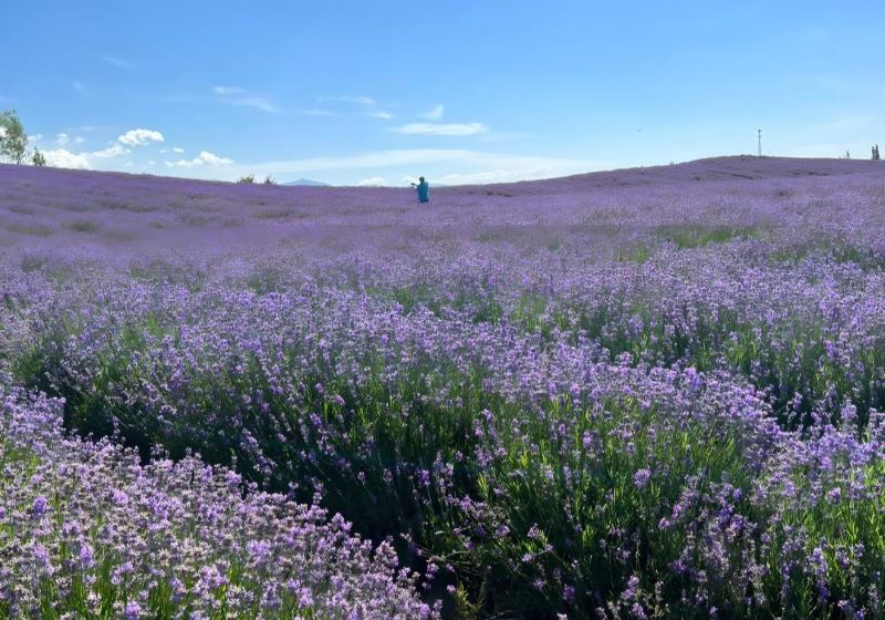 霍城芦草沟薰衣草基地