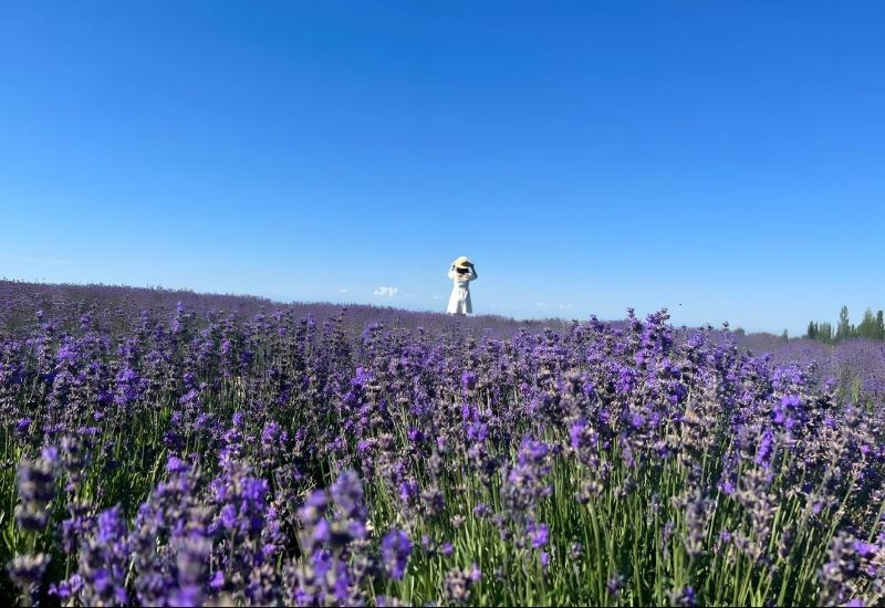 霍城芦草沟薰衣草基地