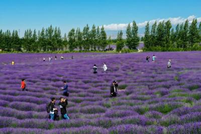 霍城五彩河谷薰衣草基地