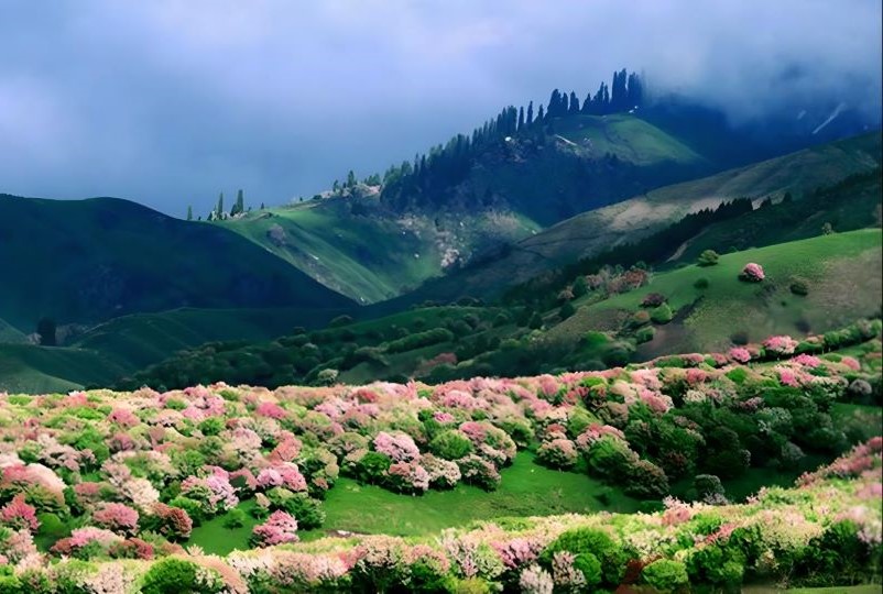 伊犁植物园