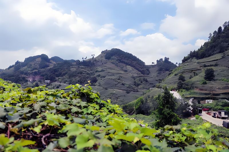 金山葡萄园风景区